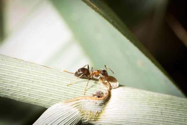 Invasive ManhattAnt Is Adapting, Spreading Fast