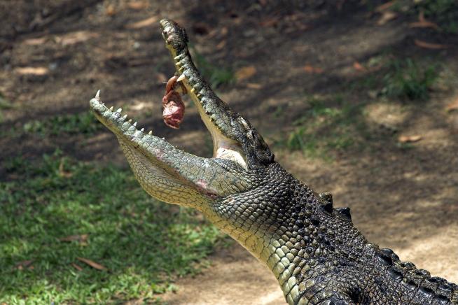 To Save Crocodiles, Give Them 'Food Poisoning'