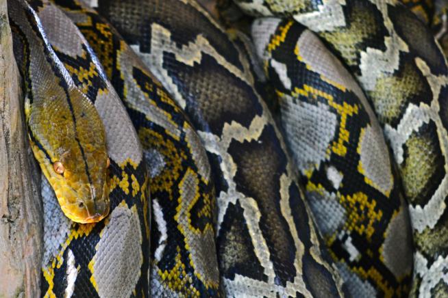 Woman Dies in Province's 3rd Fatal Python Attack Since June