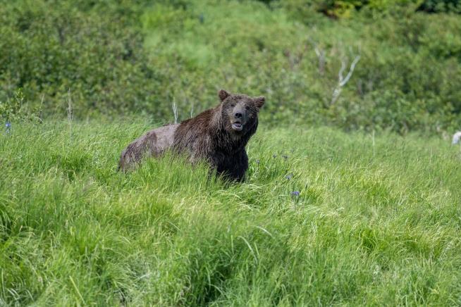 Man Was Tackled by a Bear. Seconds Later, He Was Shot