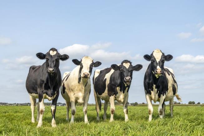 In the Future, Cows May Take a Pill to Help the Climate