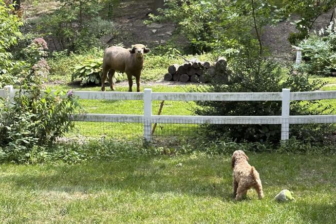 Escaped Water Buffalo Corralled in Iowa