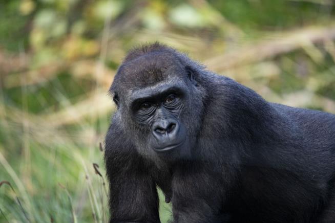 Florida Zoo Loses 3 Apes to Intestinal Illness