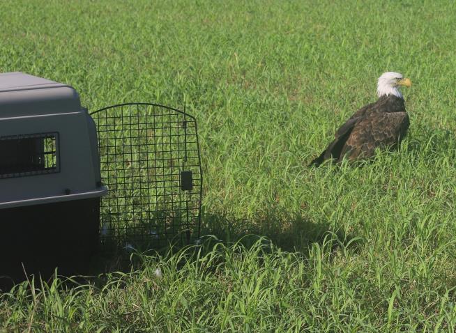 'Injured' Bald Eagle Was 'Too Fat to Fly'