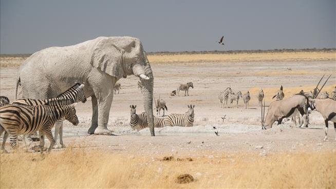 Namibia Will Cull Zebras, Elephants to Feed Its People