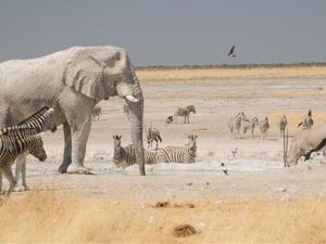 Namibia Will Cull Zebras, Elephants to Feed Its People