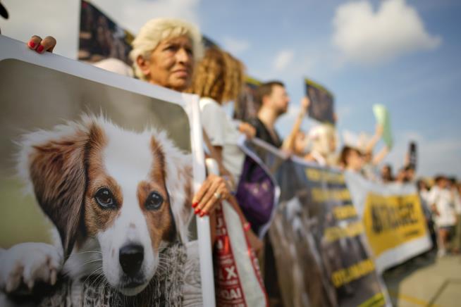 Thousands in Istanbul Protest Law Killing Stray Dogs