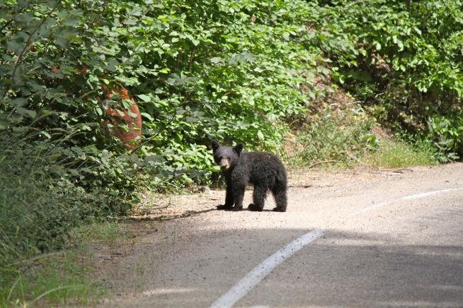 They Took Bear Cub on 10-Hour Drive, Fed It Taco Bell