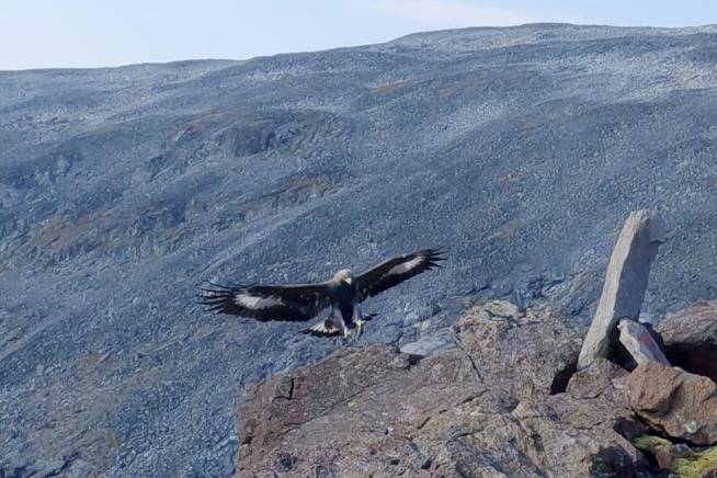 Golden Eagle Attacks Toddler, 3 Others in Norway