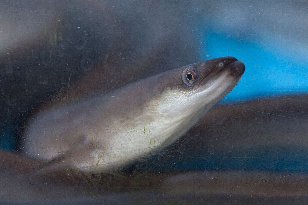 This Eel Can Pull Off an ‘Astonishing’ Houdini