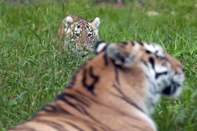 Amur Tiger Cubs Make Debut at Minnesota Zoo