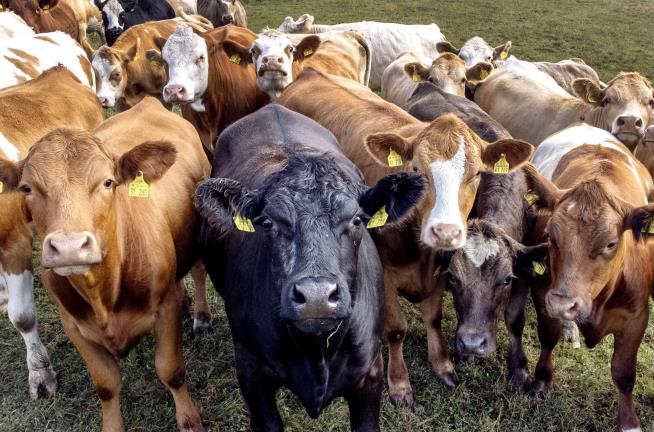 Even the 'Cow Whisperer' Couldn't Escape Bovines' Wrath