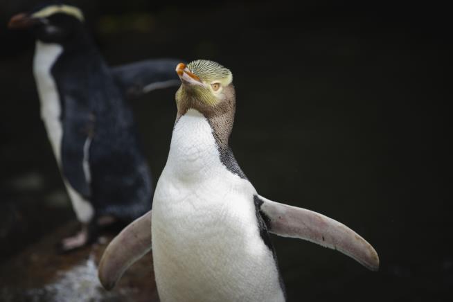 Hoiho Crowned Bird of the Year in New Zealand