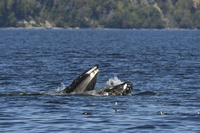 Seal Finds Itself in Humpback Whale's Mouth