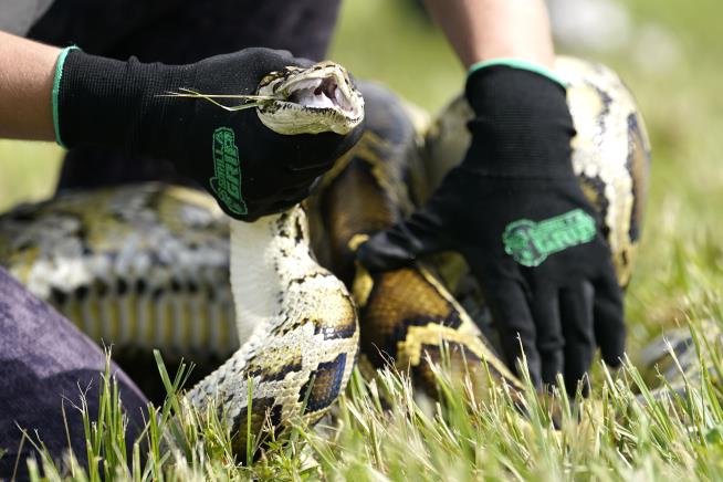 Ronald Kiger Wins Grand Prize in Florida Python Challenge