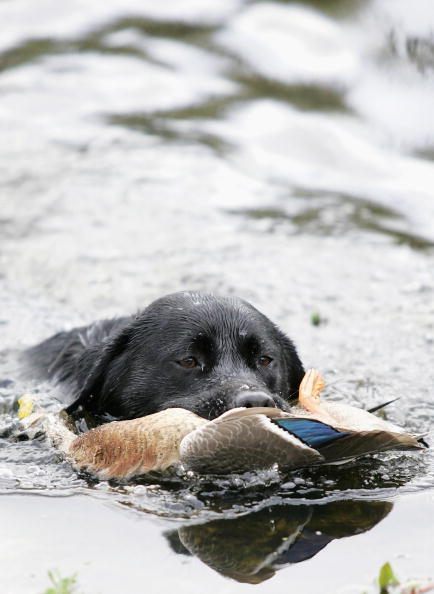 Dog Shoots Duck Hunter in Boat