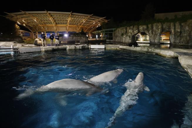 Connecticut Aquarium Settles Federal Probe Over Whale Deaths