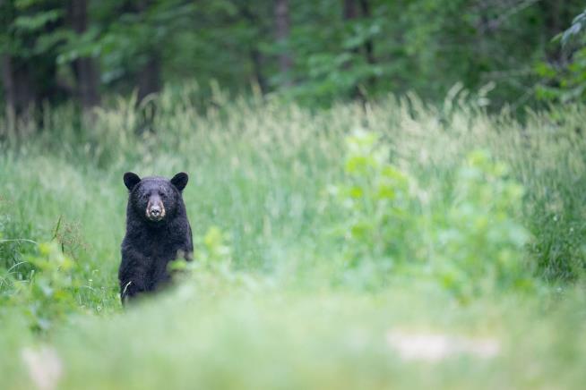 Boy, 12, Shoots Bear Mauling His Dad