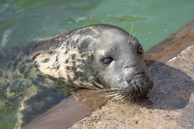 New Milestone for Oldest Seal in Captivity