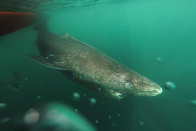 Shark That Can Live 400 Years Reveals Its Secret