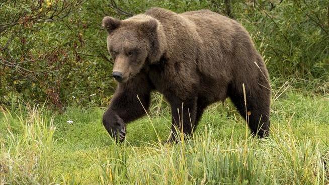 It's That Time Again: Alaska's Fat Bear Week Returns