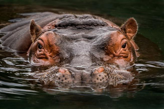 Man 'Thrown Through the Air Like a Rag Doll' in Hippo Attack