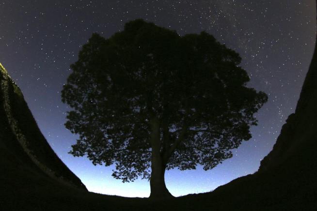 Saplings From Felled Tree at Hadrian's Wall Being Shared