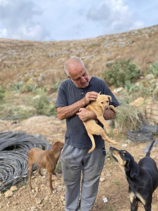 Caretaker Stays Behind to Save Lebanon's Abandoned Pets