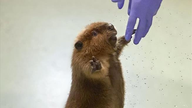 Fate of Massachusetts' Beloved Beaver Is Decided