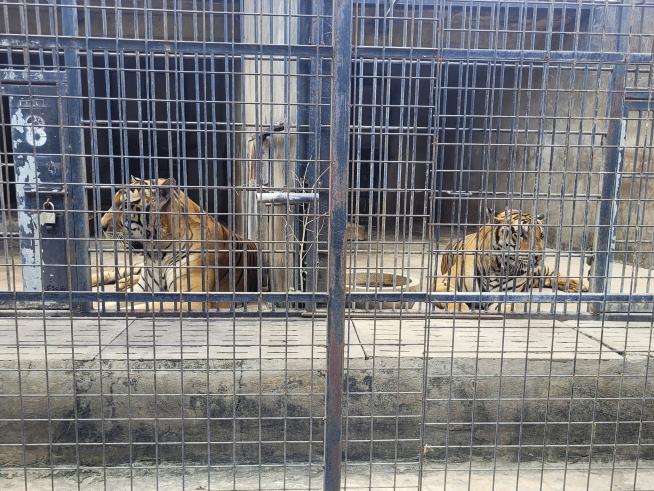 Bird Flu Outbreak Decimates Tigers in Vietnam Zoo