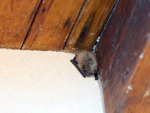 After Bat Gets Into Bedroom, Canadian Child Dies of Rabies