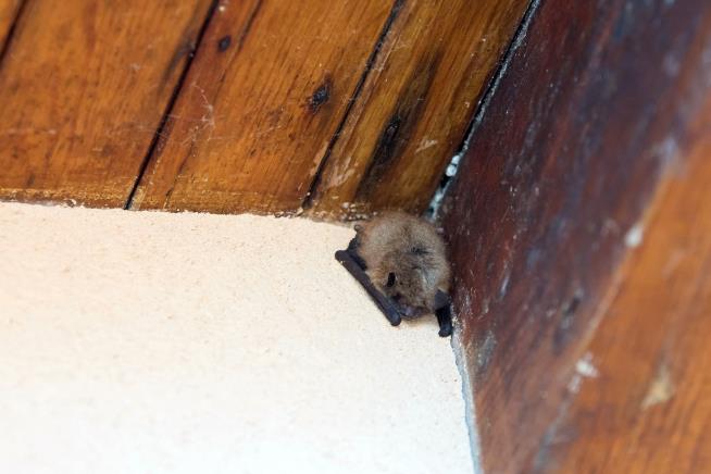 After Bat Gets Into Bedroom, Canadian Child Dies of Rabies