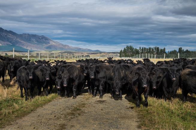 'A Big Mess' After Cattle Wander Onto Interstate