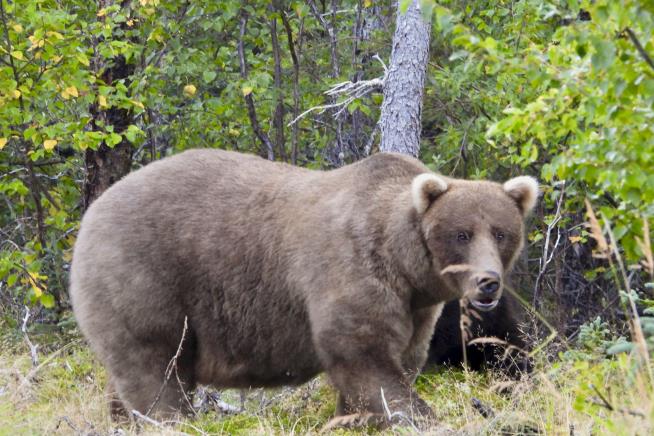 She's the First 'Working Mom' to Win Fat Bear Week