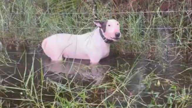 Troopers Rescue Dog Tied to Fence Along I-75 in Florida