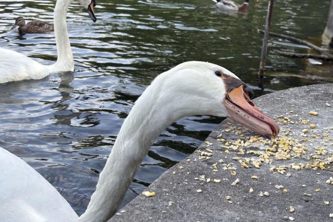 NY Town Faces Tough Choices Over Beloved Swans