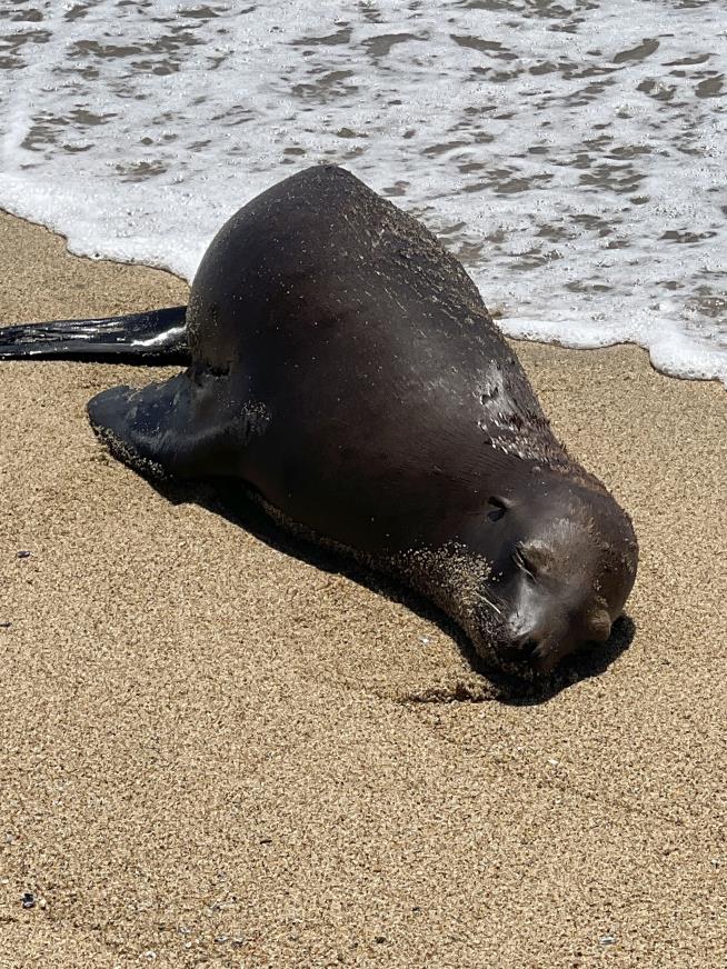 Someone Fatally Shot a Sea Lion at a California Beach