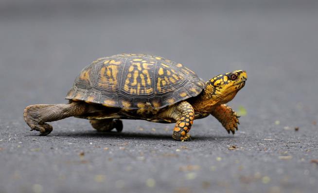 Authorities: Woman Tried to Smuggle Turtles by Kayak