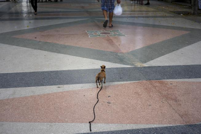 Cubans' Migration Crisis Leaves Pets Abandoned and Alone