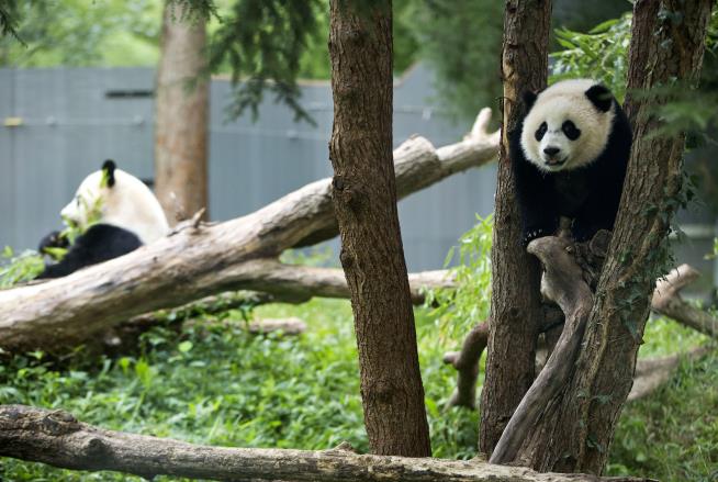 After 'Long Dark Drought,' Pandas Returning to DC Zoo