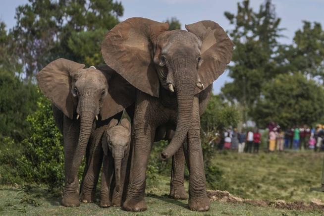 Elephant Wrinkles May Tell a Bigger Story