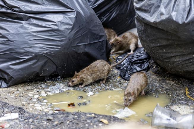 The US Cities That Rats Love Most