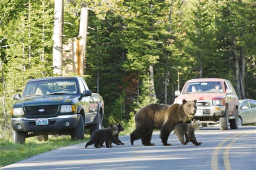 Well-Known Grizzly Killed in Vehicle Strike