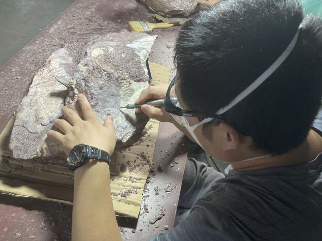 In Hong Kong, a Big First on the Dinosaur Front