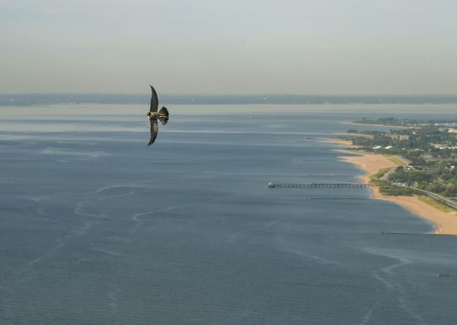 This Falcon May Nab Kills 10K Feet Up