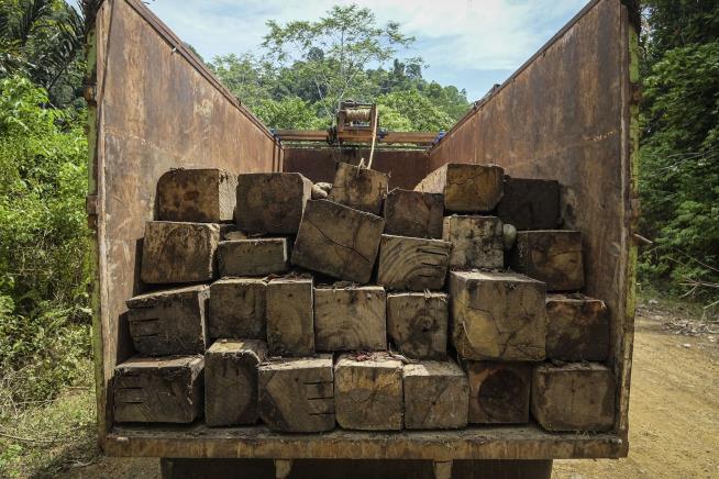 Indonesia's Forests Threatened by International Biomass Demand