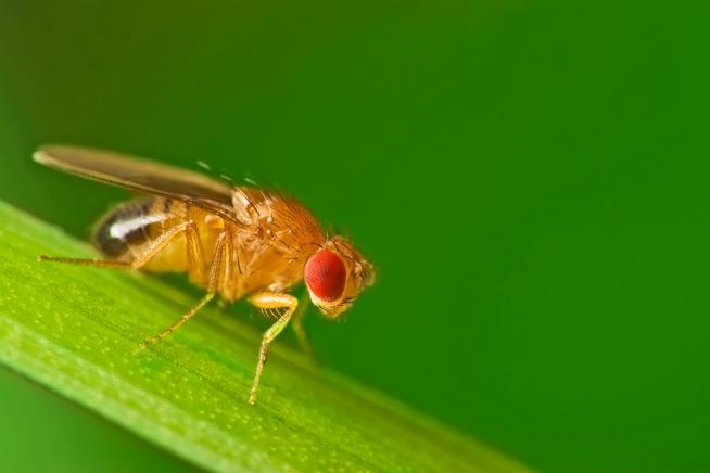 When These Bugs Get Spurned, They Hit the Bottle