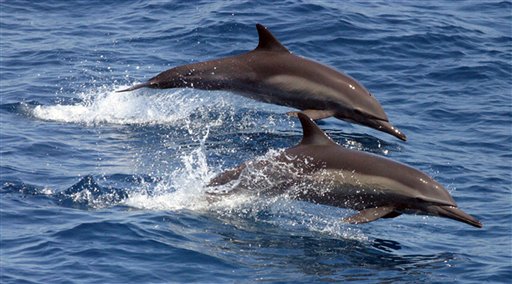 Grisly Sight on New Jersey Beach: A Butchered Dolphin