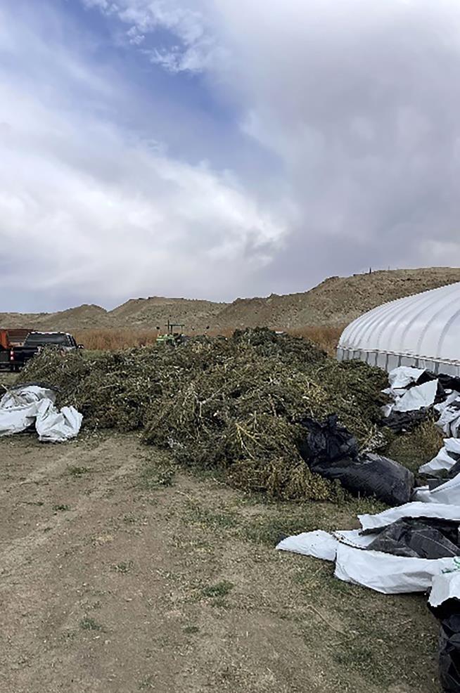 New Mexico Just Destroyed a Whole Lot of Pot