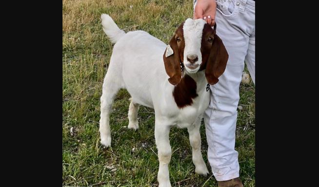 County to Pay $300K Over Seizure of Girl's Beloved Goat